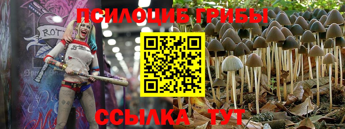 Псилоцибиновые грибы Psilocybe  Вход с VPN  Чистополь 